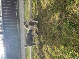Husky de vanzare!! 80 de euro,1 mascul si 4 femele - imagine 5