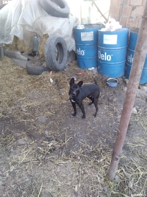 Vând Cățel  - imagine 3