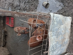 Vând purcei  - imagine 3