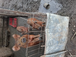 Vând purcei  - imagine 4