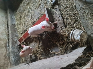 purcei de plecare - imagine 2