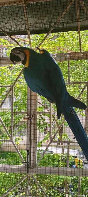 Vand papagal ara cu pieptul galben - imagine 2