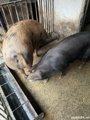 porci de vanzare - imagine 2