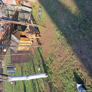 Pui ciobănesc belgian - imagine 3