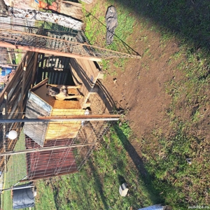 Pui ciobănesc belgian - imagine 2