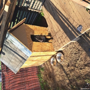 Pui ciobănesc belgian - imagine 4