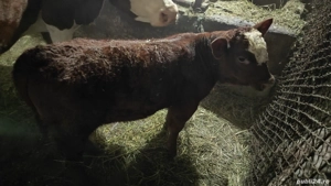 Vând vacă de 7 ani cu vitel - imagine 4