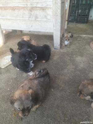 Donez căței de rasa mică  - imagine 2