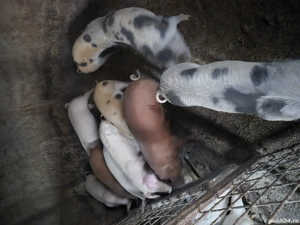 vând soldani de 4 luni  - imagine 2