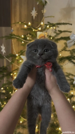 Pui pisica Scottish  - imagine 3