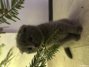 Pui pisica Scottish  - imagine 2