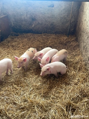 vand purcei ințărcați  - imagine 5