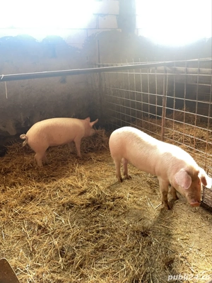 vand purcei ințărcați 