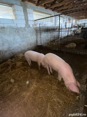 vand purcei ințărcați  - imagine 2