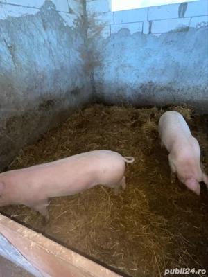 vand purcei ințărcați  - imagine 4