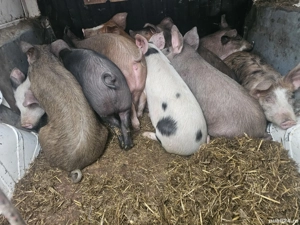 vând 10 soldani rasa de calitate de carne mascul castrați 40-55 kg  - imagine 3