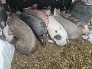 vând 10 soldani rasa de calitate de carne mascul castrați 40-55 kg  - imagine 5