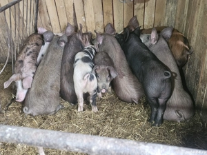 vând 10 soldani rasa de calitate de carne mascul castrați 40-55 kg  - imagine 2