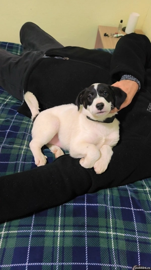 Pentru adoptie. Catelusa ciobanesc de Bucovina metis