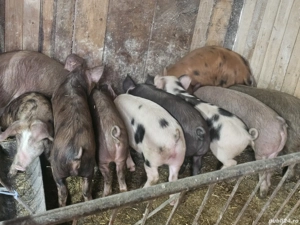 vând 10 soldani rasa de calitate de carne mascul castrați 40-55 kg  - imagine 4