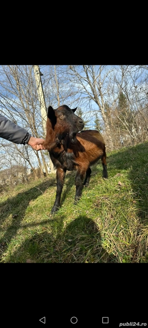 Tap Alpin fara coarne!