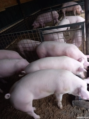 Vand porci si purcele 