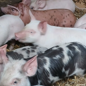 Purcei rasa de carne - imagine 4