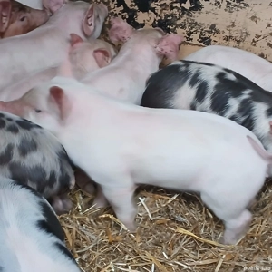 Purcei rasa de carne - imagine 2