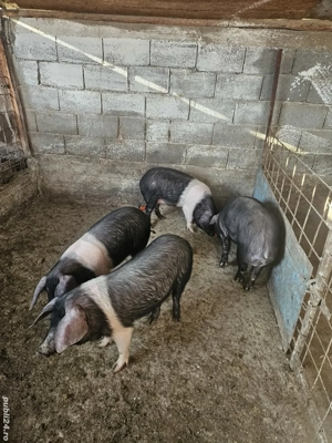 porci purcei - imagine 2