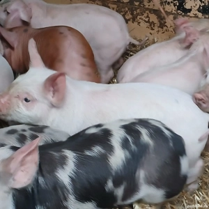 Purcei rasa de carne