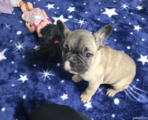 bulldog francez  - imagine 2