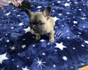 bulldog francez  - imagine 3