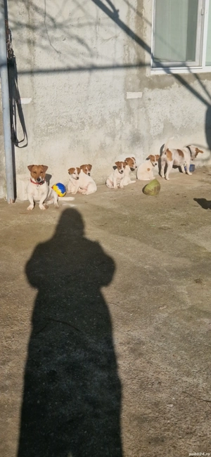 Jack Russell Terrier - imagine 4