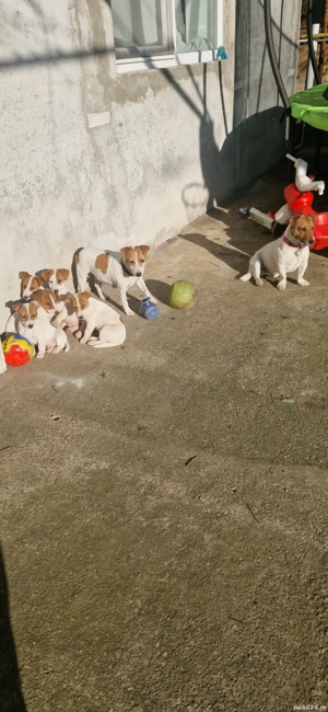 Jack Russell Terrier - imagine 3