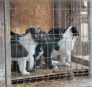 Ciobanesc Corb -pui - imagine 4