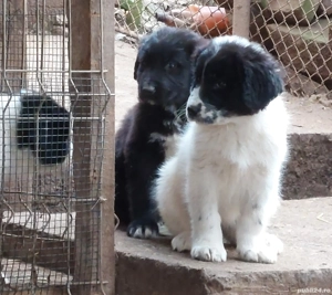 Ciobanesc Corb -pui - imagine 2