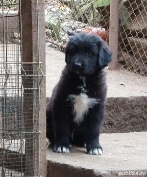 Ciobanesc Corb -pui