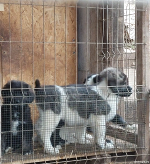 Ciobanesc Corb -pui - imagine 3