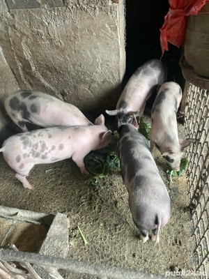 Purcei Petrain de 45-50 kg - imagine 2