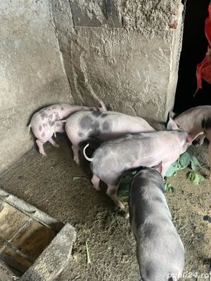 Purcei Petrain de 45-50 kg - imagine 4