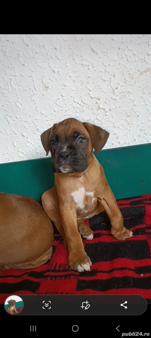 pui boxer german gold - imagine 2