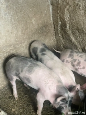 Purcei Petrain de 45-50 kg - imagine 3