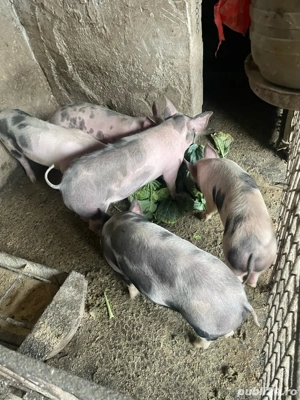 Purcei Petrain de 45-50 kg