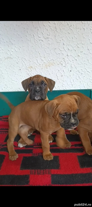 pui boxer german gold - imagine 4