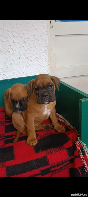 pui boxer german gold - imagine 5