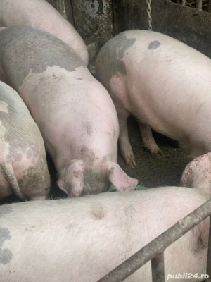 Porci marele alb si pic, de 60-80 kg - imagine 2