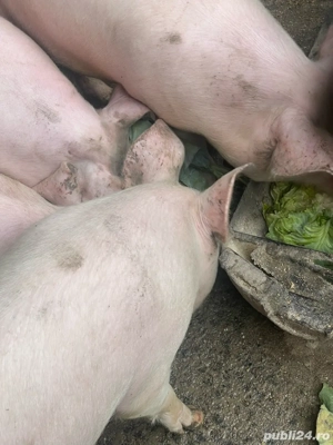 Porci marele alb si pic, de 60-80 kg - imagine 4