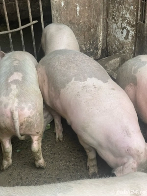Porci marele alb si pic, de 60-80 kg - imagine 3