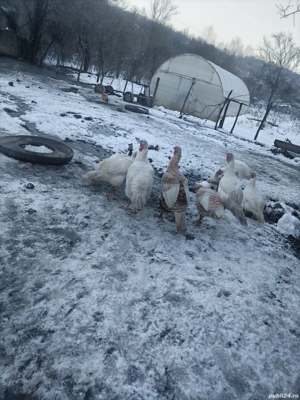 curci si curcani de casa - imagine 2