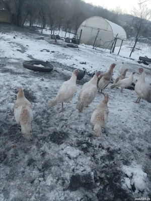 curci si curcani de casa - imagine 3